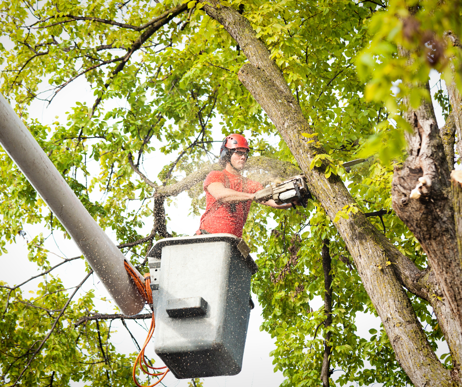 man dressed in red in crane using chainsaw to cut a tree